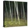 Bamoo Forest in Kyoto-Micha Pawlitzki-Stretched Canvas