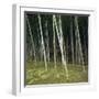 Bamoo Forest in Kyoto-Micha Pawlitzki-Framed Premium Photographic Print