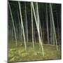 Bamoo Forest in Kyoto-Micha Pawlitzki-Mounted Premium Photographic Print