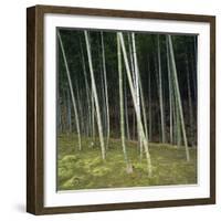 Bamoo Forest in Kyoto-Micha Pawlitzki-Framed Photographic Print