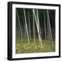 Bamoo Forest in Kyoto-Micha Pawlitzki-Framed Photographic Print