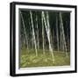 Bamoo Forest in Kyoto-Micha Pawlitzki-Framed Photographic Print