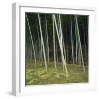 Bamoo Forest in Kyoto-Micha Pawlitzki-Framed Photographic Print