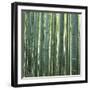 Bamoo Forest in Kyoto-Micha Pawlitzki-Framed Photographic Print