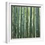 Bamoo Forest in Kyoto-Micha Pawlitzki-Framed Photographic Print