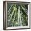 Bamoo Forest in Kyoto-Micha Pawlitzki-Framed Photographic Print