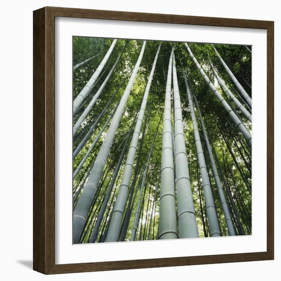 Bamoo Forest in Kyoto-Micha Pawlitzki-Framed Photographic Print