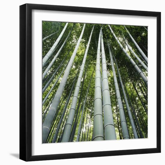 Bamoo Forest in Kyoto-Micha Pawlitzki-Framed Photographic Print