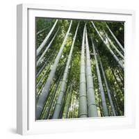 Bamoo Forest in Kyoto-Micha Pawlitzki-Framed Photographic Print