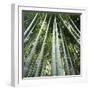 Bamoo Forest in Kyoto-Micha Pawlitzki-Framed Photographic Print