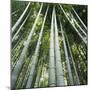 Bamoo Forest in Kyoto-Micha Pawlitzki-Mounted Photographic Print