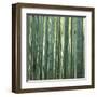 Bamoo Forest in Kyoto-Micha Pawlitzki-Framed Premium Photographic Print