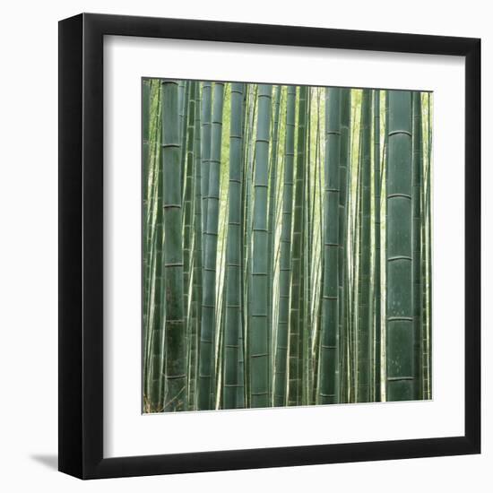 Bamoo Forest in Kyoto-Micha Pawlitzki-Framed Premium Photographic Print