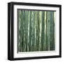 Bamoo Forest in Kyoto-Micha Pawlitzki-Framed Premium Photographic Print