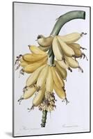 Banana, 1816-Pierre-Joseph Redouté-Mounted Giclee Print