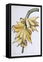 Banana, 1816-Pierre-Joseph Redouté-Framed Stretched Canvas