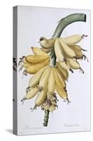 Banana, 1816-Pierre-Joseph Redouté-Stretched Canvas