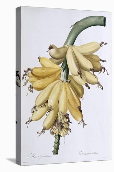 Banana, 1816-Pierre-Joseph Redouté-Stretched Canvas