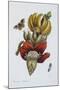 Banana Blossom Illustration from the Little Book of Wonders of the Tropics-null-Mounted Giclee Print