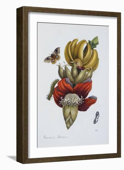 Banana Blossom Illustration from the Little Book of Wonders of the Tropics-null-Framed Giclee Print