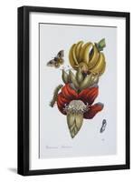 Banana Blossom Illustration from the Little Book of Wonders of the Tropics-null-Framed Giclee Print