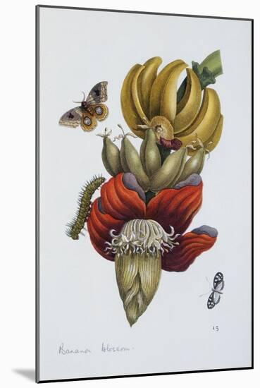 Banana Blossom Illustration from the Little Book of Wonders of the Tropics-null-Mounted Giclee Print