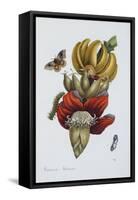 Banana Blossom Illustration from the Little Book of Wonders of the Tropics-null-Framed Stretched Canvas