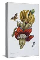 Banana Blossom Illustration from the Little Book of Wonders of the Tropics-null-Stretched Canvas