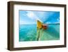 Banana Boat-Tifonimages-Framed Photographic Print