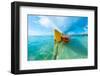 Banana Boat-Tifonimages-Framed Photographic Print