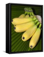 Banana Bunch (Musa Acuminata, Musa Balbisiana), Phuket, Thailand-Nico Tondini-Framed Stretched Canvas