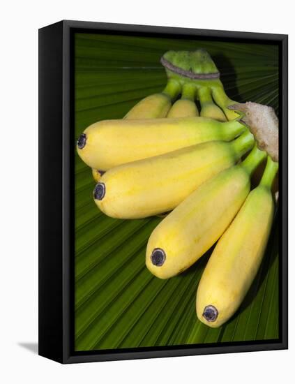 Banana Bunch (Musa Acuminata, Musa Balbisiana), Phuket, Thailand-Nico Tondini-Framed Stretched Canvas