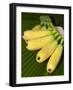 Banana Bunch (Musa Acuminata, Musa Balbisiana), Phuket, Thailand-Nico Tondini-Framed Photographic Print