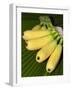 Banana Bunch (Musa Acuminata, Musa Balbisiana), Phuket, Thailand-Nico Tondini-Framed Photographic Print