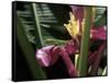 Banana Flower and Lizard, Jardin de Balata, FWI-Walter Bibikow-Framed Stretched Canvas