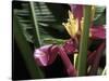 Banana Flower and Lizard, Jardin de Balata, FWI-Walter Bibikow-Stretched Canvas