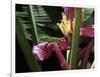 Banana Flower and Lizard, Jardin de Balata, FWI-Walter Bibikow-Framed Photographic Print