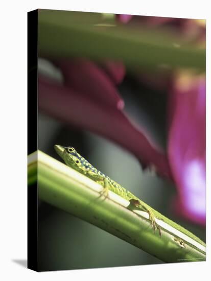 Banana Flower and Lizard, Jardin de Balata, FWI-Walter Bibikow-Stretched Canvas