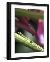 Banana Flower and Lizard, Jardin de Balata, FWI-Walter Bibikow-Framed Photographic Print