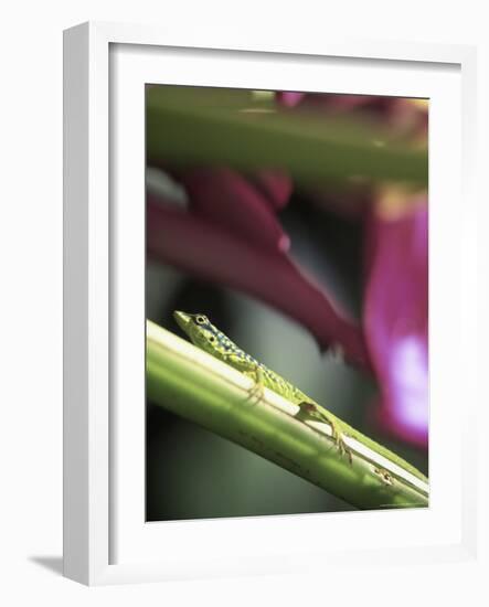 Banana Flower and Lizard, Jardin de Balata, FWI-Walter Bibikow-Framed Photographic Print