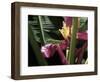 Banana Flower and Lizard, Jardin de Balata, FWI-Walter Bibikow-Framed Photographic Print