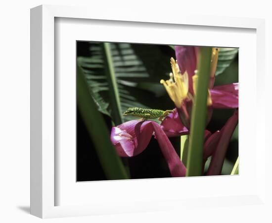 Banana Flower and Lizard, Jardin de Balata, FWI-Walter Bibikow-Framed Photographic Print