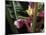 Banana Flower and Lizard, Jardin de Balata, FWI-Walter Bibikow-Mounted Photographic Print