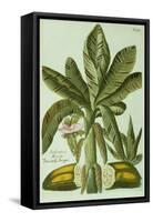 Banana, from J. Weinmann's Phytanthoza Iconographia, 1734-45-Georg Dionysius Ehret-Framed Stretched Canvas