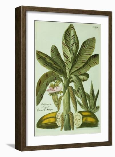 Banana, from J. Weinmann's Phytanthoza Iconographia, 1734-45-Georg Dionysius Ehret-Framed Giclee Print