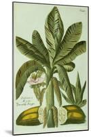 Banana, from J. Weinmann's Phytanthoza Iconographia, 1734-45-Georg Dionysius Ehret-Mounted Giclee Print
