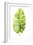 Banana Leaf Study II-Grace Popp-Framed Art Print