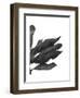 Banana Leaves 1, Black on White-Fab Funky-Framed Art Print