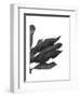 Banana Leaves 1, Black on White-Fab Funky-Framed Art Print