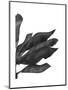 Banana Leaves 1, Black on White-Fab Funky-Mounted Art Print